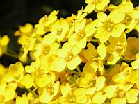 Corbeille d'or - Aurinia Saxatilis (ss esp Saxatilis)(fam. Brassicacees)(Europe cent. & ori.)(5) (Photo F. Mrugala)